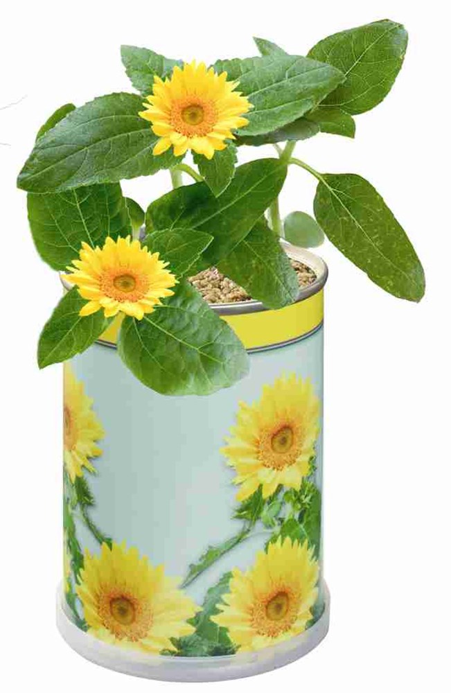 Blumendose Sonne Ø  65 x 90 mm, Zwergsonnenblume
